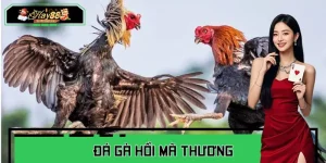 Đá Gà Hồi Mã Thương - Kỹ Thuật Đỉnh Cao Của Chiến Kê