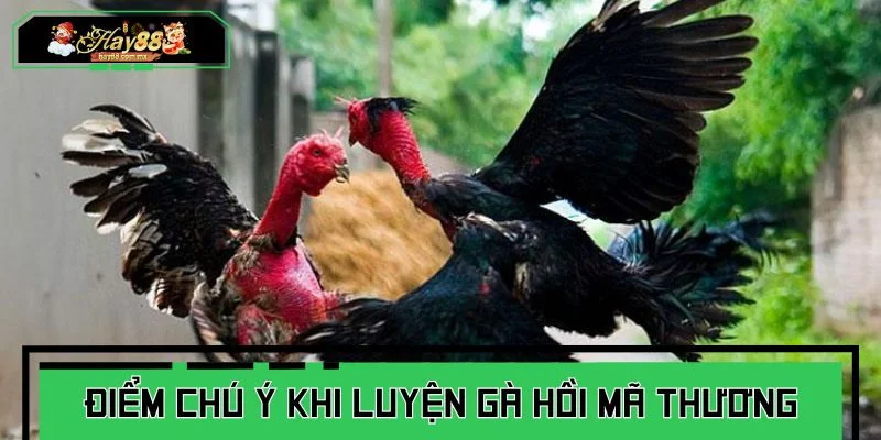 Những điểm cần chú ý khi rèn luyện gà hồi mã thương