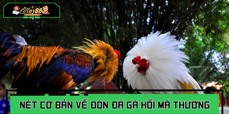 Những nét cơ bản về đòn đá gà hồi mã thương bạn nên biết