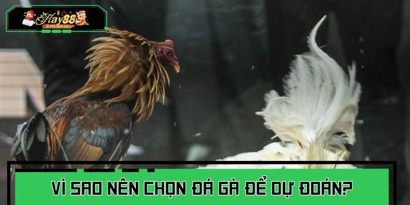 Điểm mạnh đáng kể của chuyên mục đá gà