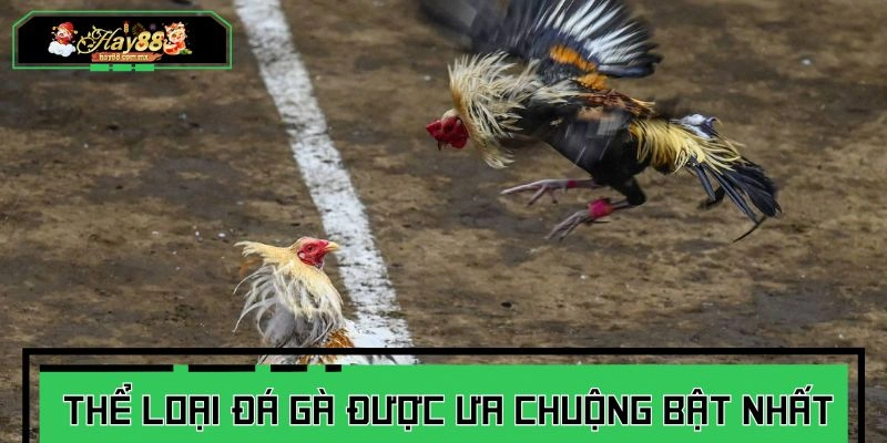 Điểm danh các hình thức thi đấu chiến kê nổi trội