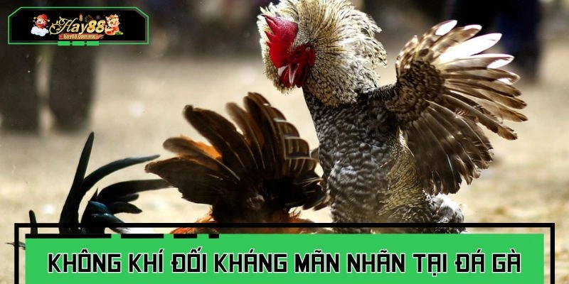 Khái quát sơ lược về hình thức đấu chiến kê